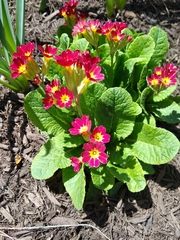Primula japonica