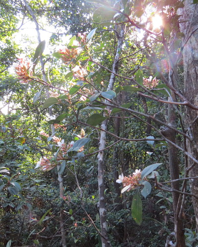 Rhaphiolepis indica