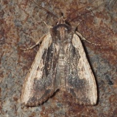 Lithophane hemina
