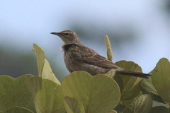 Anthus cinnamomeus
