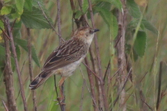Cisticola natalensis