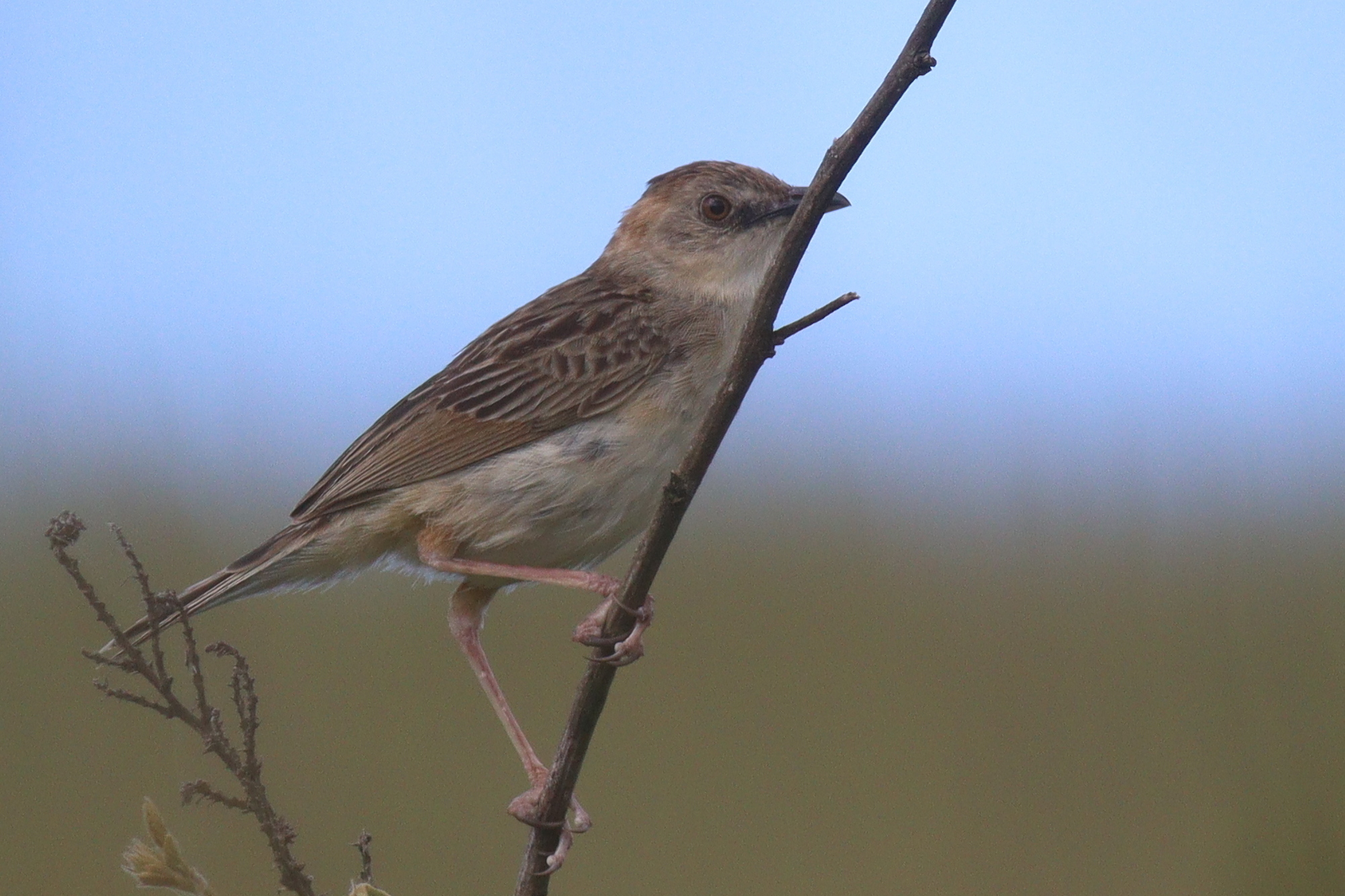 Croaking Cisticola (Cisticola natalensis)