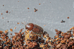 Ropalodontus