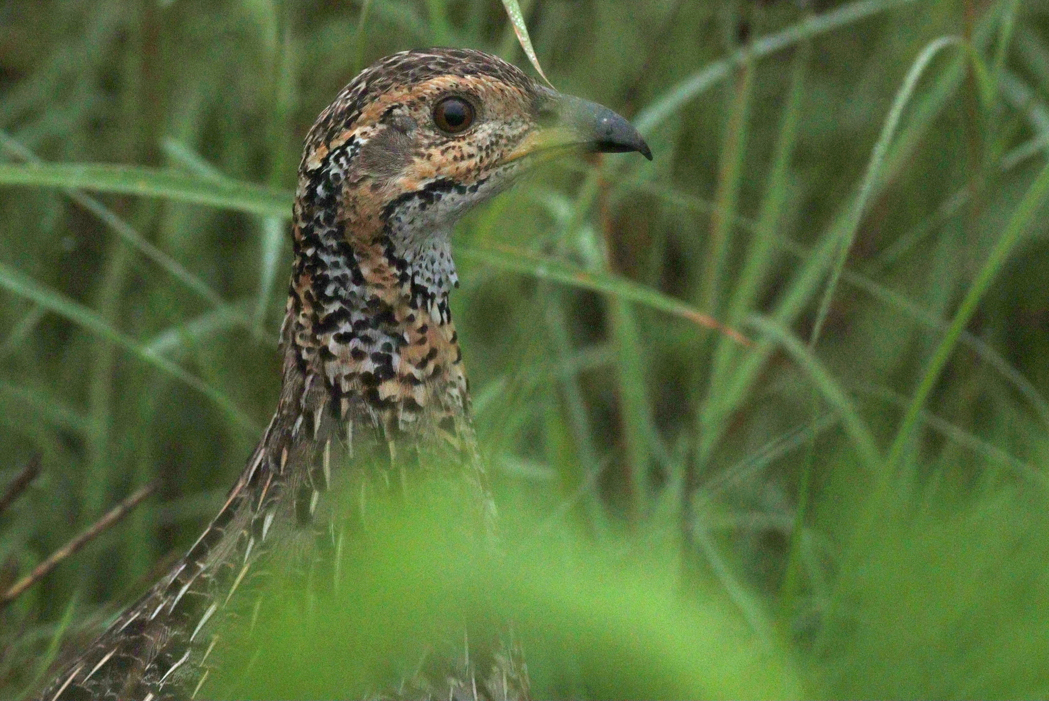 Shelley's Francolin (Scleroptila shelleyi), photo 10