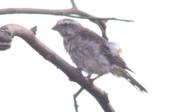 Crithagra reichenowi