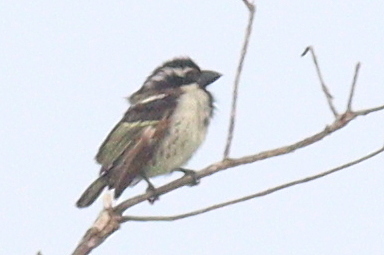 Spot-flanked Barbet (Tricholaema lacrymosa), photo 8