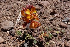 Hoffmannseggia doellii