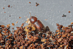 Ropalodontus