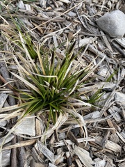 Carex tonsa