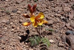 Hoffmannseggia doellii