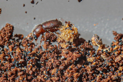 Ropalodontus