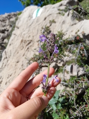 Nepeta cilicia