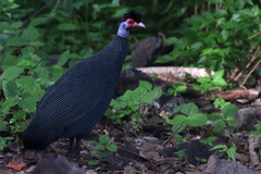 Crested Guineafowl photo 3