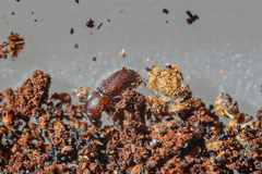 Ropalodontus