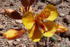 Hoffmannseggia doellii