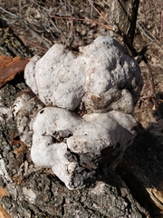 Ropalodontus