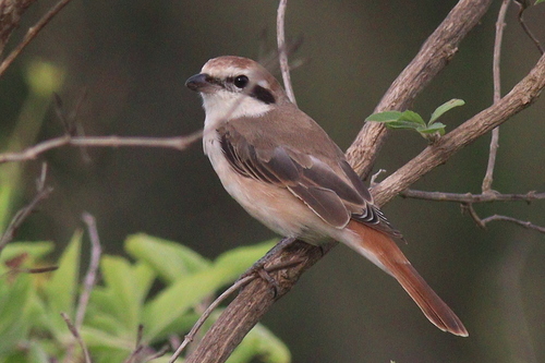 Pie-grièche du Turkestan (Lanius phoenicuroides)
