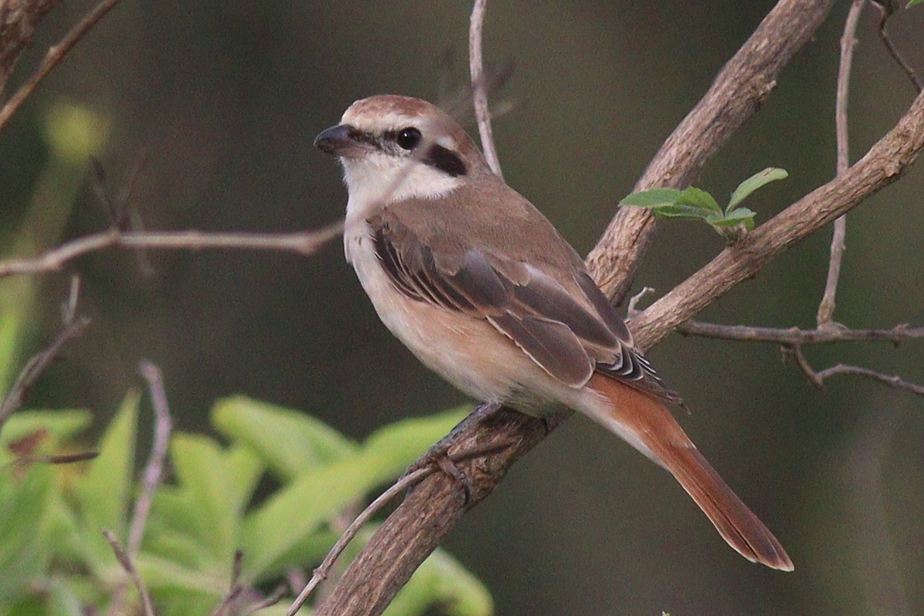 Turkestan Shrike (Lanius phoenicuroides)