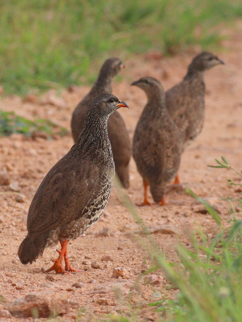 Hildebrandt's Spurfowl photo