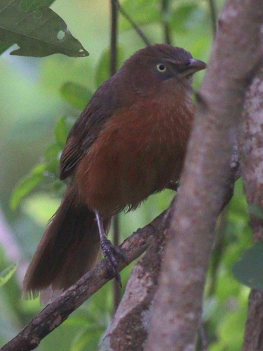 Rufous Chatterer (Argya rubiginosa), photo 7