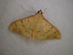 Patania balteata