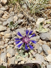 Centaurea cyanoides