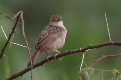 Cisticola chiniana