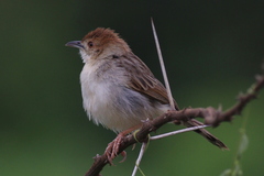 Cisticola chiniana