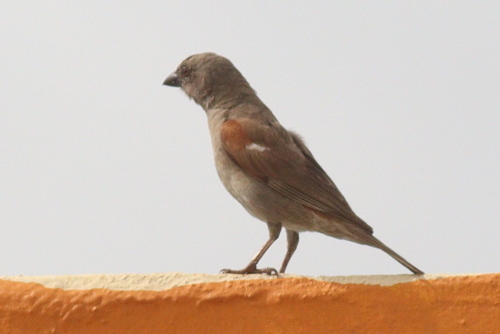 Parrot-billed Sparrow (Passer gongonensis), photo 7