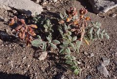 Hoffmannseggia doellii