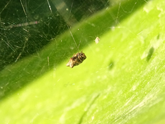 Cyrtophora citricola