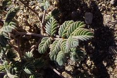 Hoffmannseggia doellii