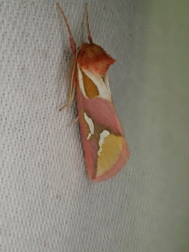 Axia margarita