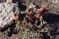 Hoffmannseggia doellii