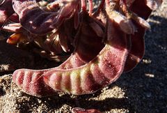 Hoffmannseggia doellii