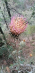 Cirsium subcoriaceum