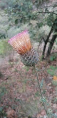 Cirsium subcoriaceum
