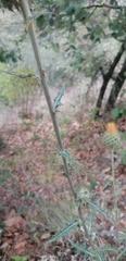 Cirsium subcoriaceum