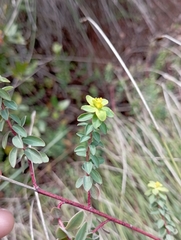 Euphorbia flavicoma
