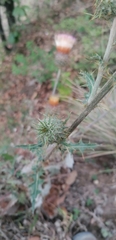 Cirsium subcoriaceum