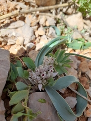 Allium libani