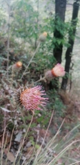 Cirsium subcoriaceum