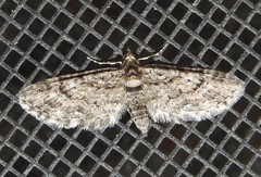 Eupithecia columbiata