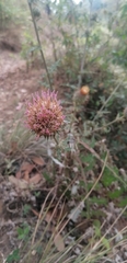 Cirsium subcoriaceum
