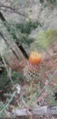 Cirsium subcoriaceum