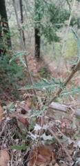 Cirsium subcoriaceum
