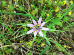 Geropogon
