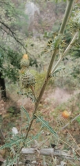 Cirsium subcoriaceum
