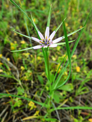 Geropogon