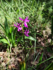 Orchis × penzigiana